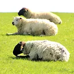 Knudsen * Emmelsbüll-Horsbüll